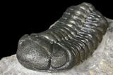 Austerops Trilobite - Nice Eye Facets #127014-2